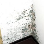 Mold on the wall in the bathroom