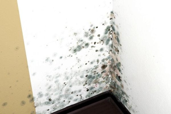 Moisissure sur le mur dans la salle de bain