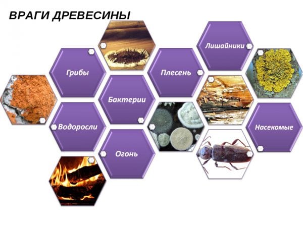 Враговете на дървесината