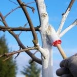 Coloring garden trees with protective paint