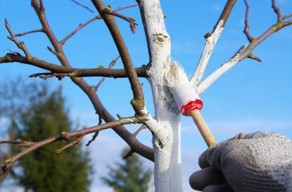 Farbowanie drzew ogrodowych farbą ochronną