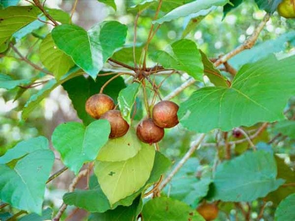 Cây ăn quả cho dầu