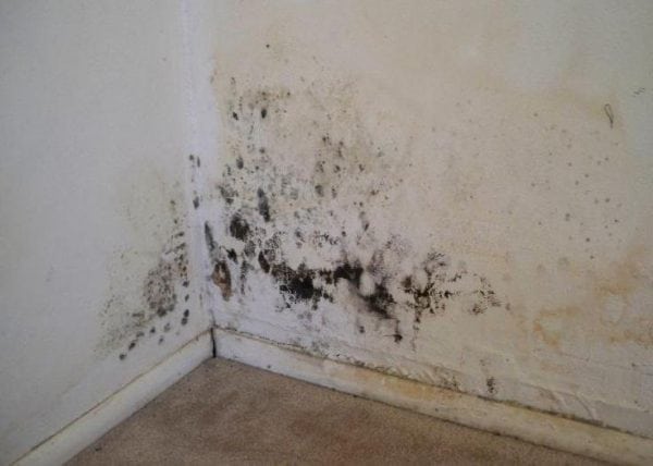 A primer will prevent mold