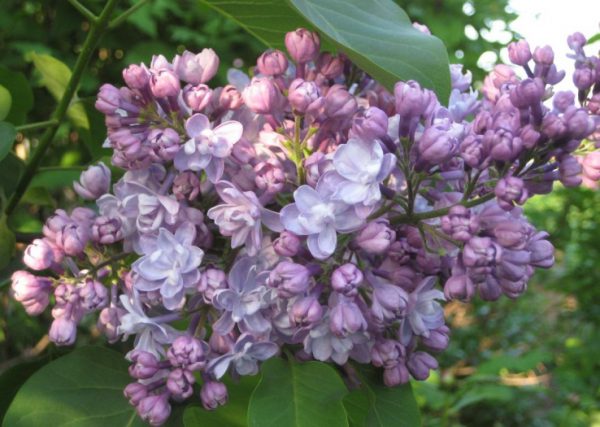 Lilac color in nature