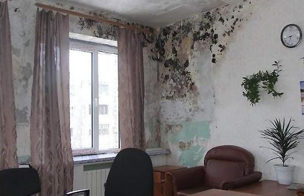 Mold usually appears on walls due to high humidity