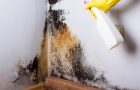 Wall treatment against mold