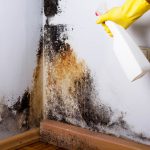 Wall treatment against mold