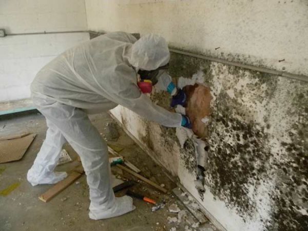 To get rid of mold on the walls often have to remove finishing materials