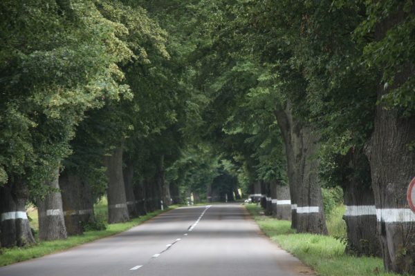 Les troncs blancs sont mieux vus dans l'obscurité