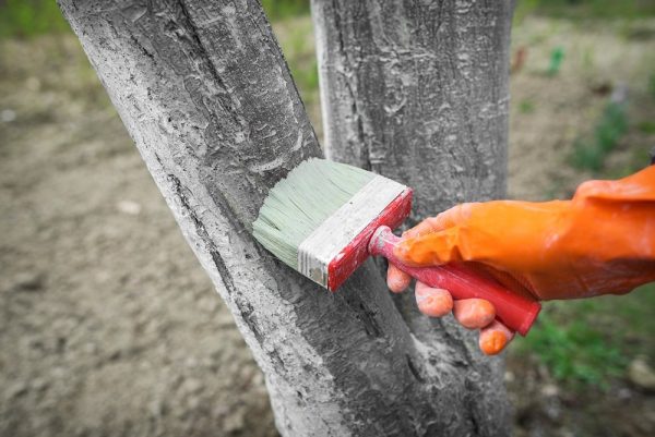 Lime protects trees from pests