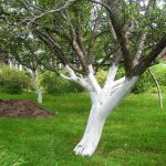 Painting trunks of apple trees