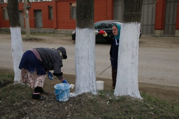 Измиване на дървета в почистващ ден