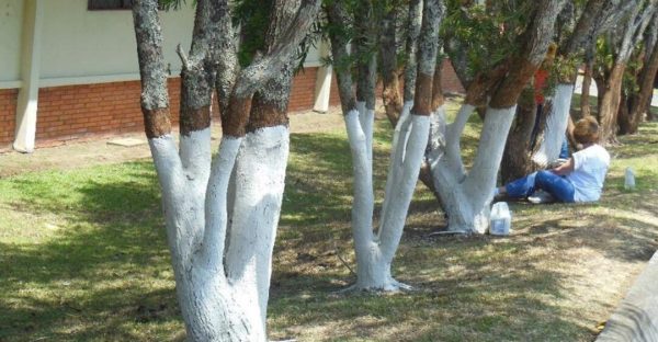 Seuls les arbres peuvent être blanchis