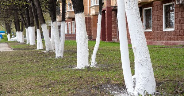 Dans certaines régions, le blanchiment des troncs est interdit