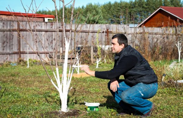 Wiosną drzewa owocowe są zwykle malowane.