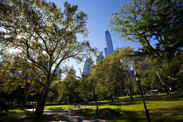 Les arbres ne blanchissent pas à l'étranger