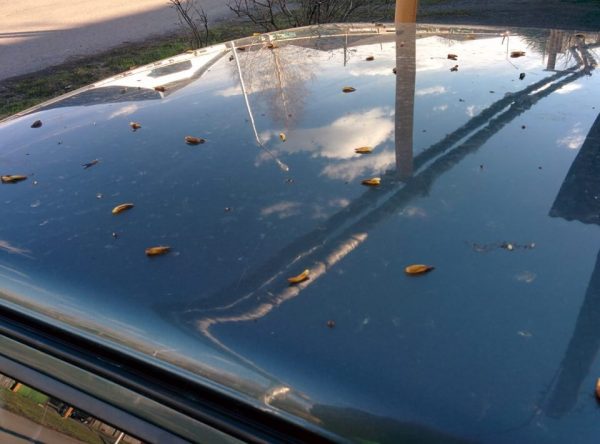 Poplar buds leave stubborn marks on car paint