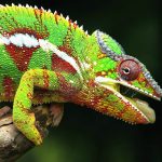 Pigment chameleon