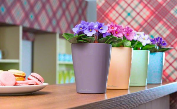 Potted flowers in the interior