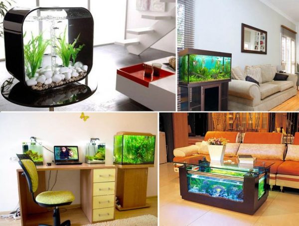 Aquariums in the apartment