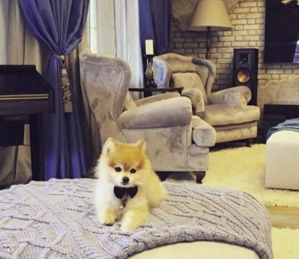 Pooh Spitz dog on the bed in Presnyakov’s house