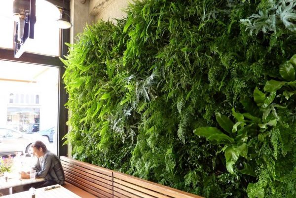 Fern wall in a cafe