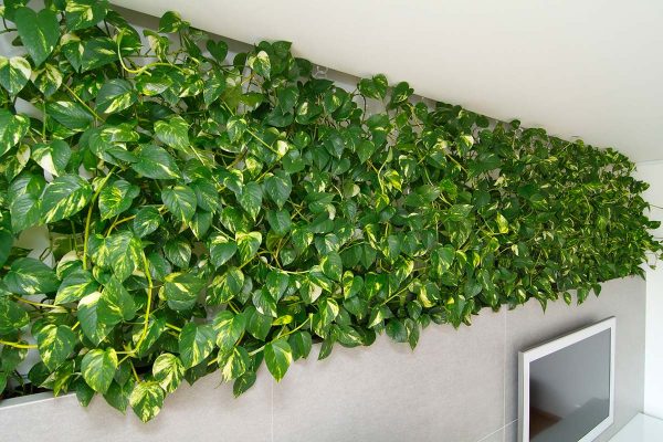 Hedera or indoor ivy is good for ampel growing