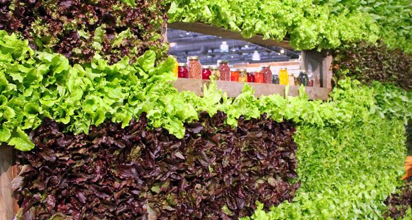 Vertical landscaping from herbs