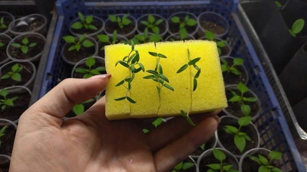 Sprouting seeds in a dish sponge